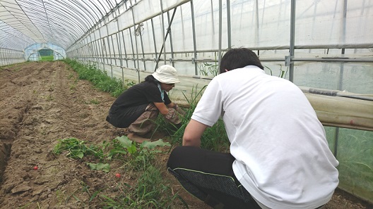 平成30年7月農業体験の様子