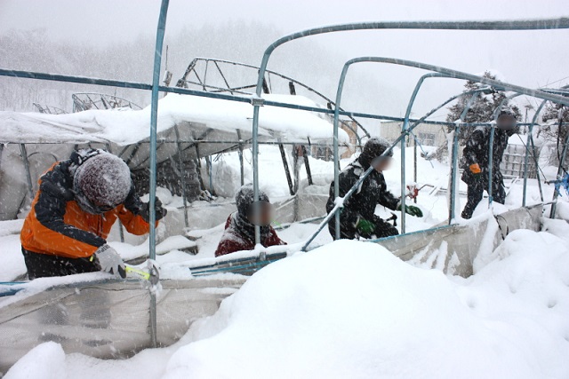 雪害からの復興を目指して-ミニトマト就農者 宮里さん-