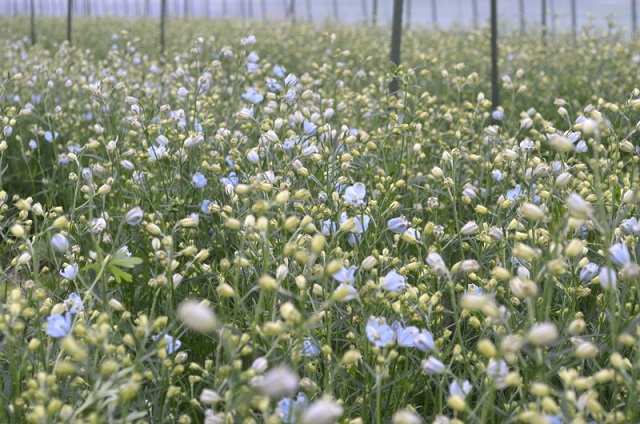 花き研修レポート…合間にかぼちゃ