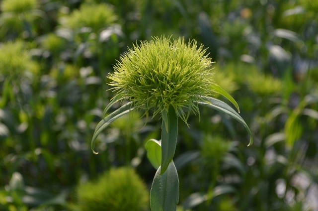 実験センターの様々な花たち