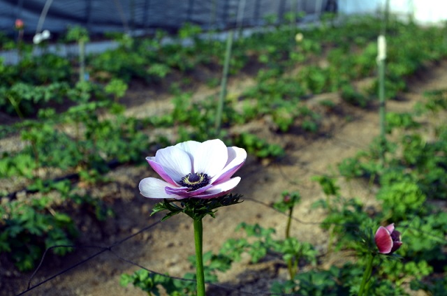 実験センターの様々な花たち