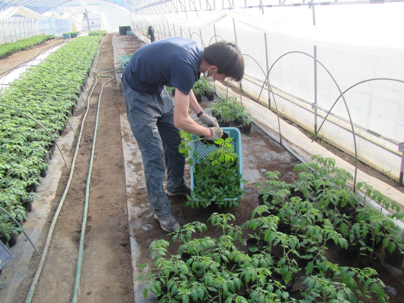 ミニトマト苗定植作業