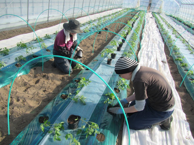 ミニトマト苗定植作業