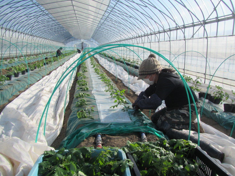 ミニトマト苗定植作業