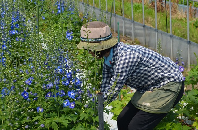 花きの研修頑張っています！