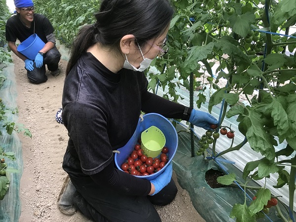 ハウス団地初出荷