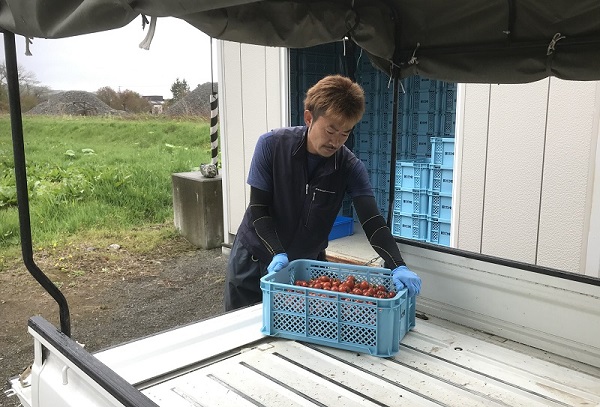 ハウス団地初出荷